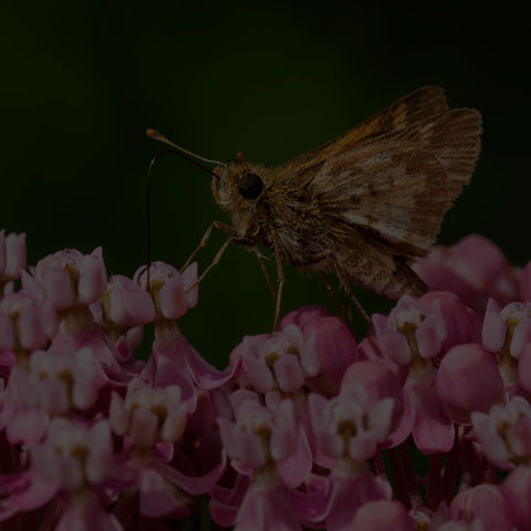 Peck's Skipper