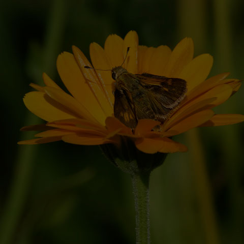 Peck's Skipper