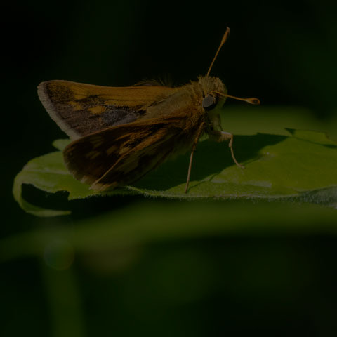 Peck's Skipper