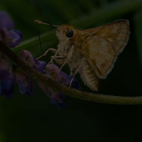Peck's Skipper