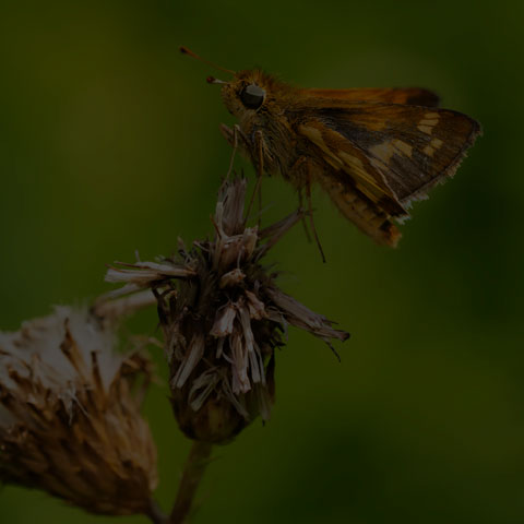 Peck's Skipper