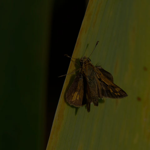 Peck's Skipper