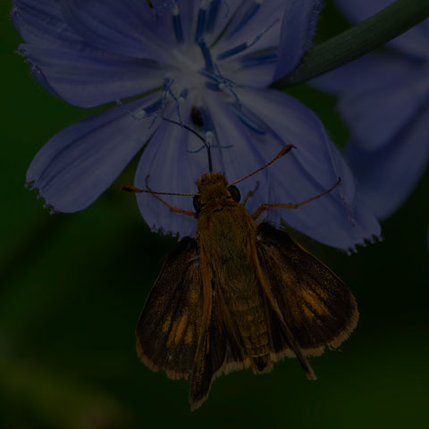 Peck's Skipper
