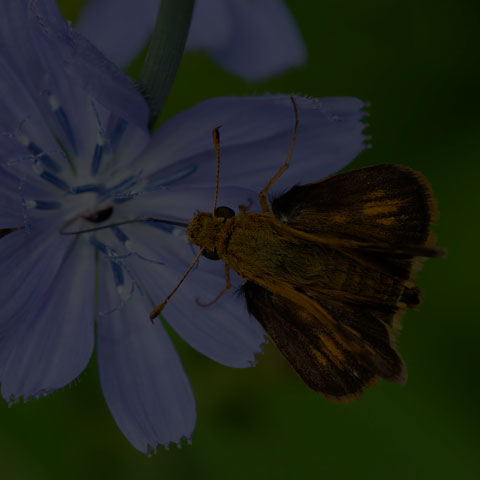 Peck's Skipper