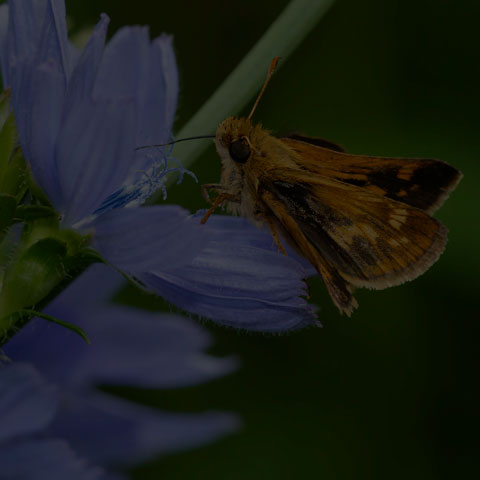 Peck's Skipper
