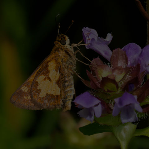 Peck's Skipper