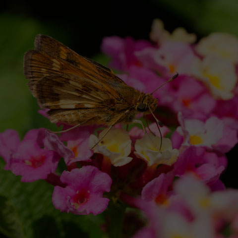 Peck's Skipper