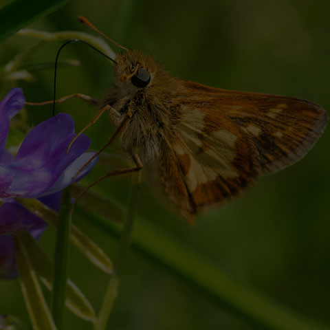 Peck's Skipper