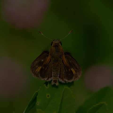 Peck's Skipper