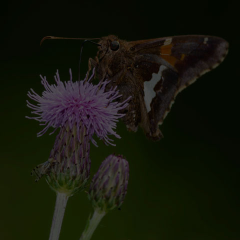 Silver-spotted Skipper
