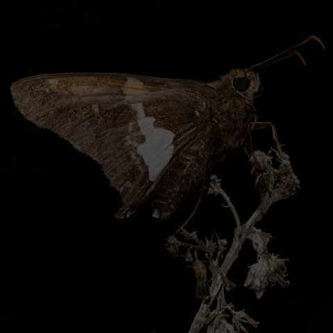 Silver-spotted Skipper