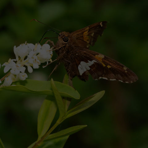 Silver-spotted Skipper