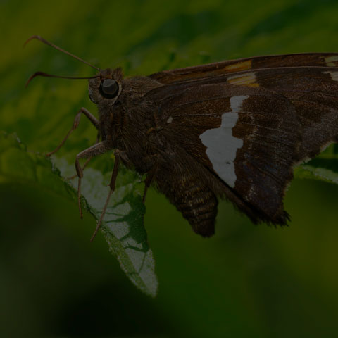 Silver-spotted Skipper