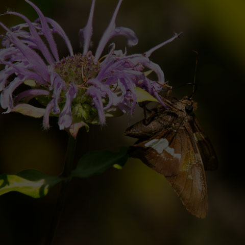 Silver-spotted Skipper