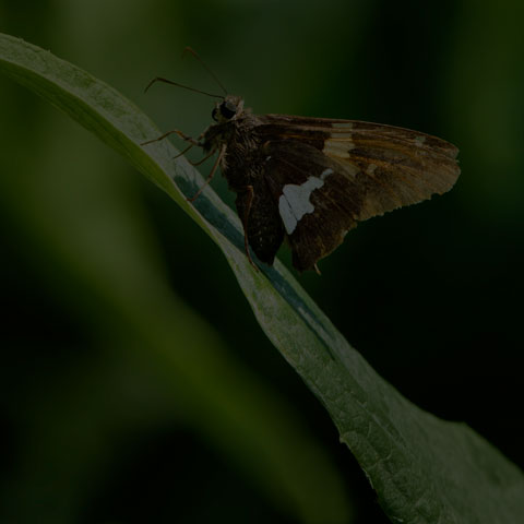 Silver-spotted Skipper
