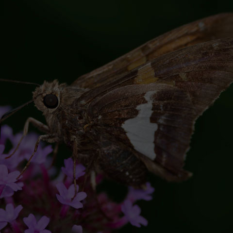Silver-spotted Skipper