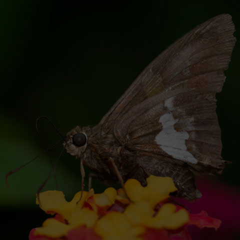 Silver-spotted Skipper