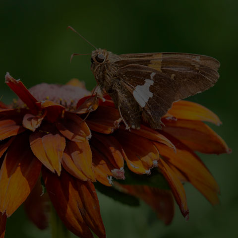Silver-spotted Skipper