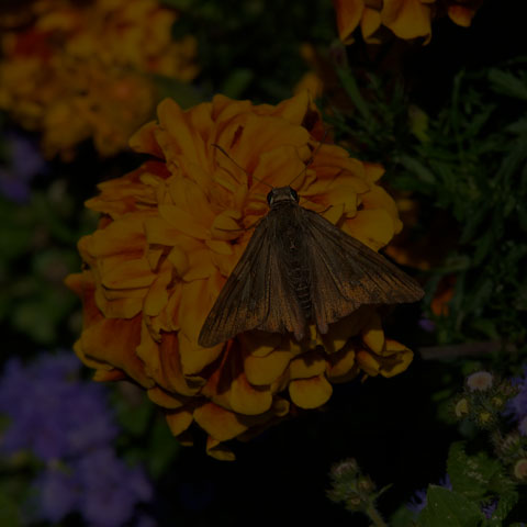 Silver-spotted Skipper