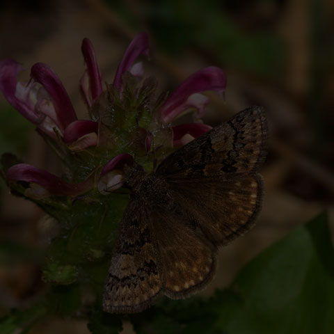 Sleepy Duskywing