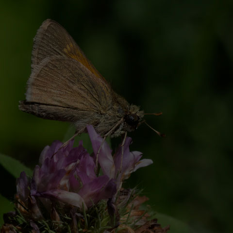 Tawny-edged Skipper