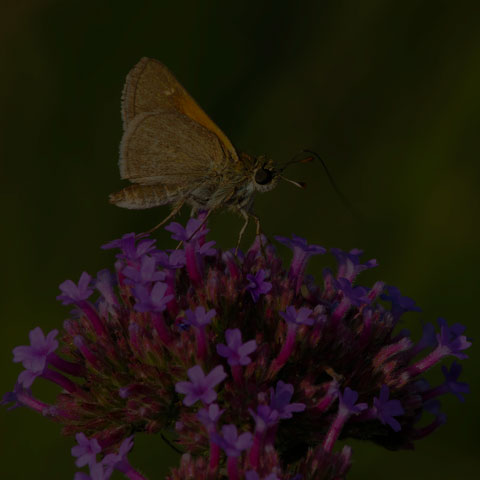 Tawny-edged Skipper