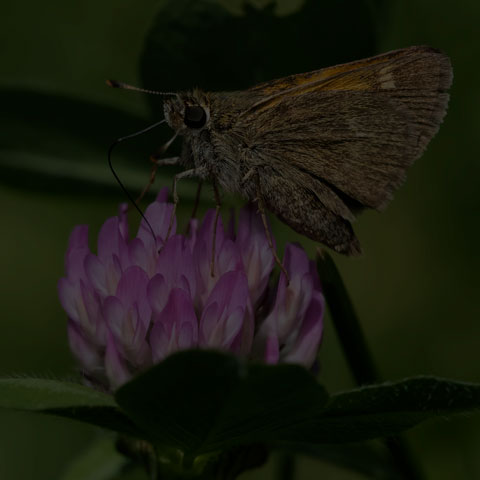 Tawny-edged Skipper
