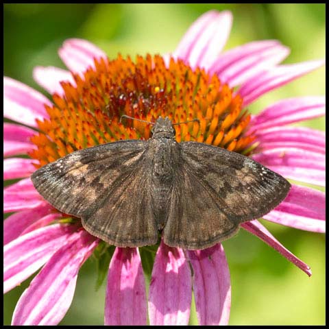 Wild Indigo Duskywing