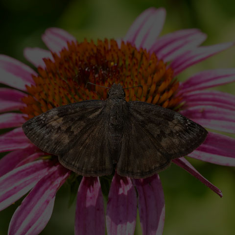 Wild Indigo Duskywing