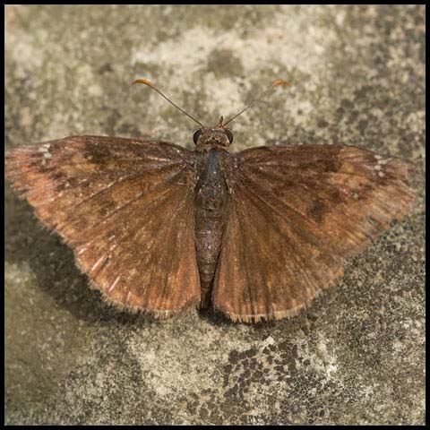 Wild Indigo Duskywing