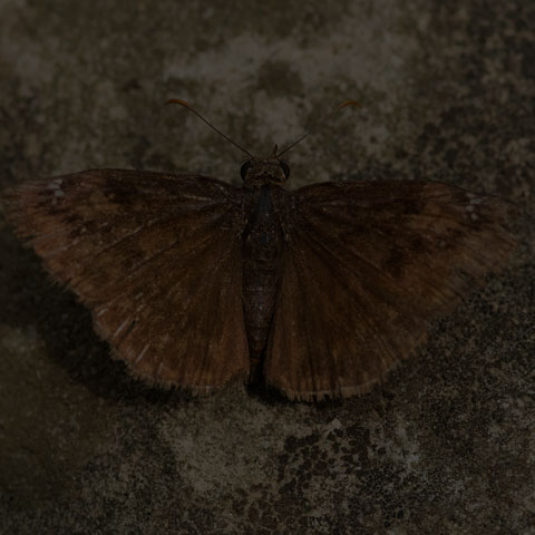 Wild Indigo Duskywing