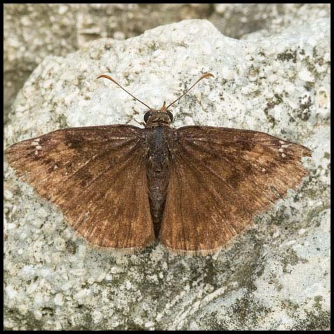 Wild Indigo Duskywing