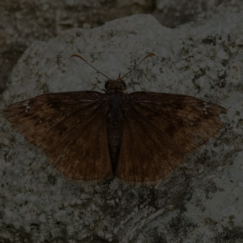 Wild Indigo Duskywing