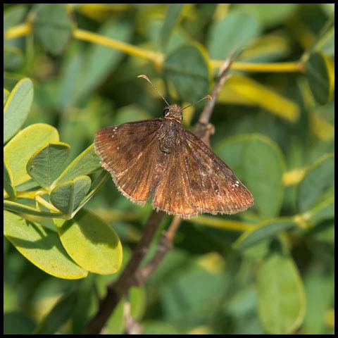 Wild Indigo Duskywing