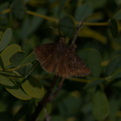 Wild Indigo Duskywing