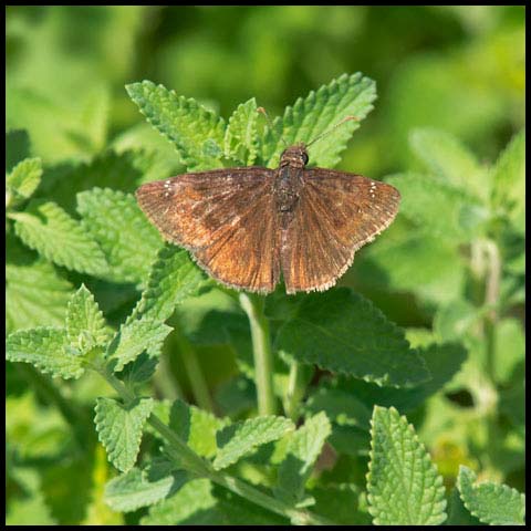 Wild Indigo Duskywing