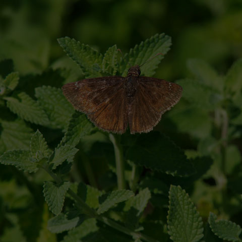 Wild Indigo Duskywing
