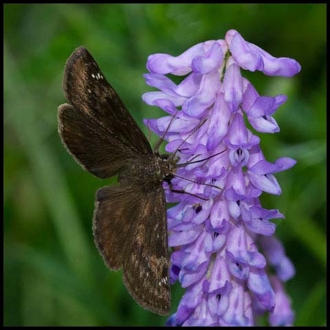Wild Indigo Duskywing