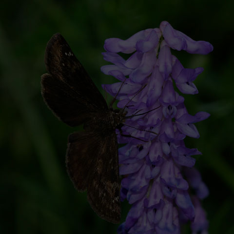 Wild Indigo Duskywing