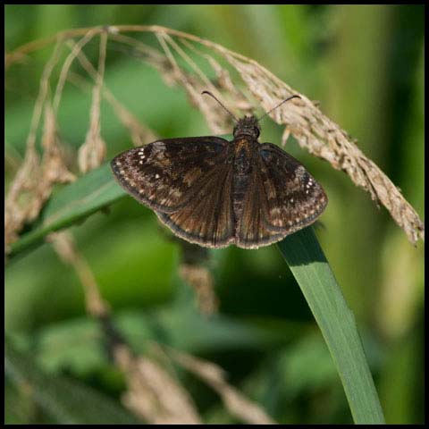Wild Indigo Duskywing