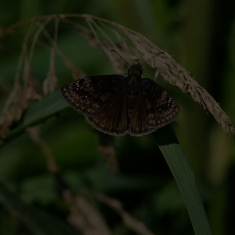 Wild Indigo Duskywing