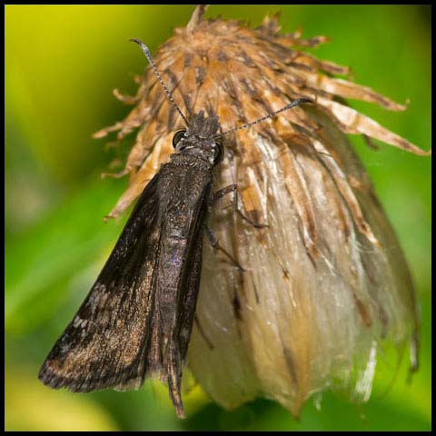 Wild Indigo Duskywing