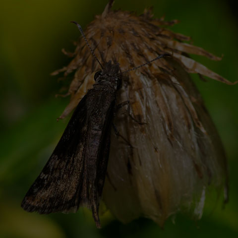 Wild Indigo Duskywing