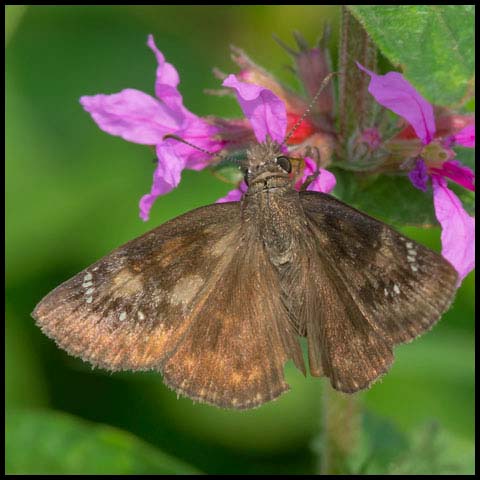 Wild Indigo Duskywing