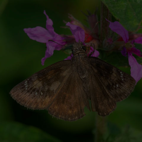Wild Indigo Duskywing