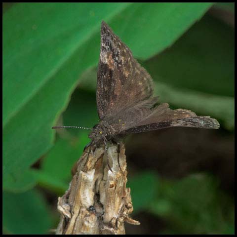 Wild Indigo Duskywing