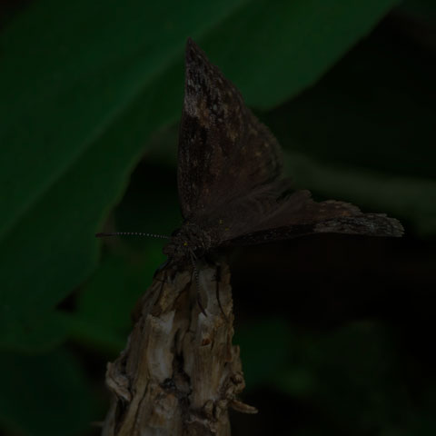 Wild Indigo Duskywing