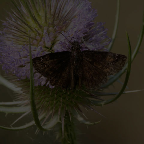 Wild Indigo Duskywing