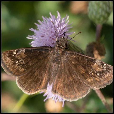 Wild Indigo Duskywing