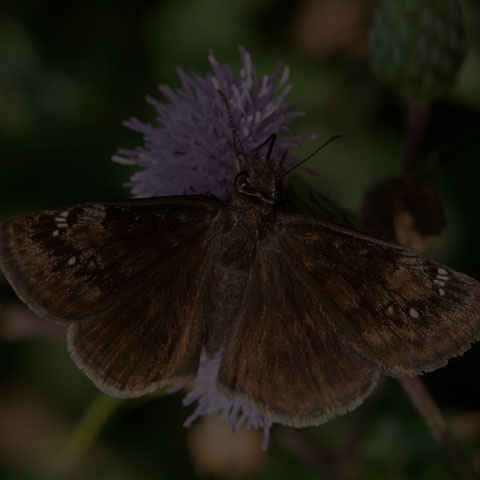 Wild Indigo Duskywing